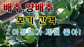 [텃밭농부.861]  배추. 양배추의 포기간격은 얼마가 좋은가?