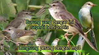 Download lagu Suara pikat bandel auto tarung dengan mp3🔥,suara pikat klik klik terbaru !!! mp3 Download lagu Suara pikat bandel auto tarung dengan mp3🔥,suara pikat klik klik terbaru !!! mp3