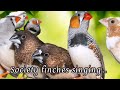 Society finches singing and chirping sounds.