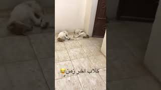 Scared dogs screaming after the owner wears mask