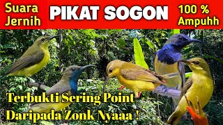 Download lagu 🔥 'BARU 1 MENIT DIPUTAR, SOGOK ONTONG LANGSUNG DATANG!' PIKAT SOGON AMPUH 2026 mp3