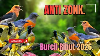 Download lagu Suara Pikat Burcil Ribut II Kombinasi Burung Kejepit Terbaru 2026. mp3
