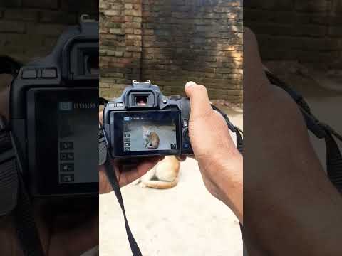 Best setting photography cannon 250d camera #cannoncamera #250d #cat  #photography #shorts