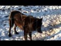 Black wolf at Colorado Wolf Center