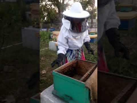 beekeeping technology
