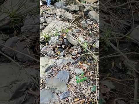 seguimos recorriendo la quebrada la azufrada en la plata huila pero está muy seca #naturaleza