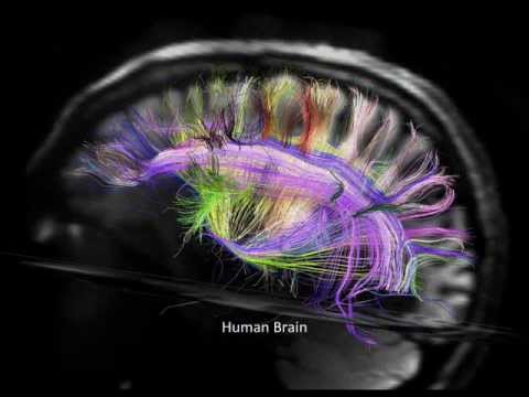 New Discoveries in Brain Structure and Connectivity Video