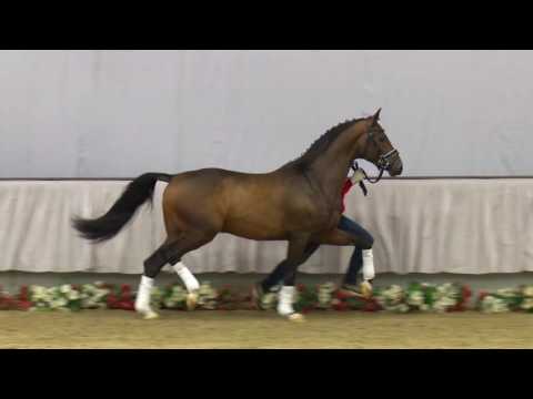 11  Fürst Roland Hengst v. Franziskus - Florenciano