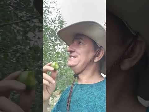 Hoje no pé do umbuzeiro no interior da Bahia Retirolândia