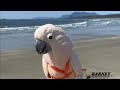Not Many People For Barney To Perform For But We Made It To The Beach