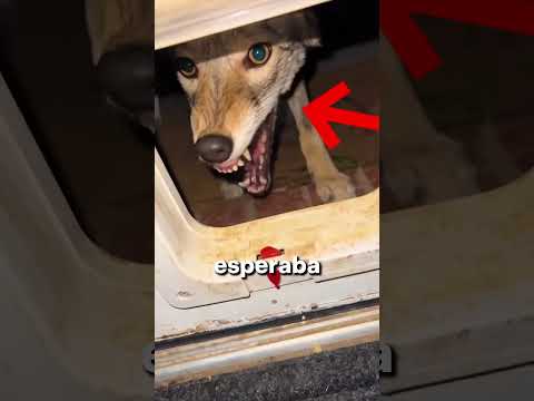 No Creerás qué Animal tiene este Hombre de Mascota🐺 ✅
