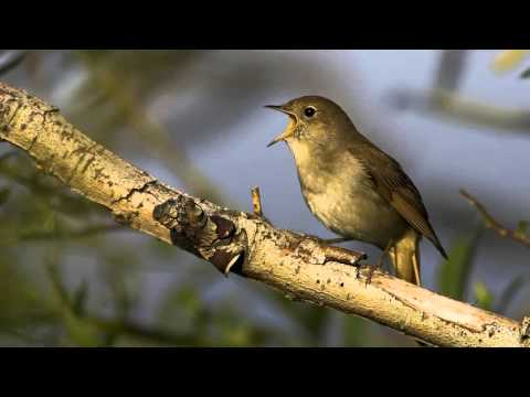 The Singing of the Nightingale (3 hours)