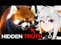 The TRUTH About Red Pandas... DEFAULT Thumbnail