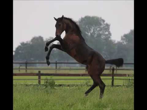Hickstead White x Stakkato Gold x Libero H
