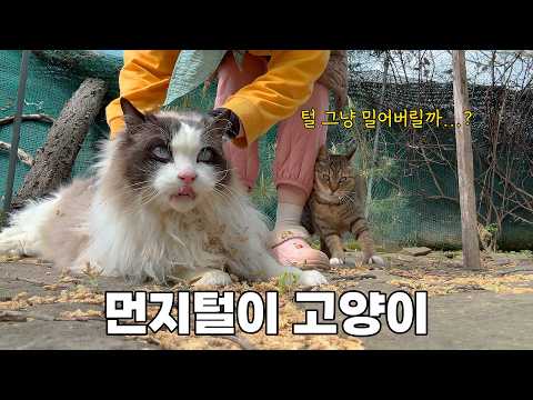 산골짜기에 사는 장모고양이 털 상태 현실
