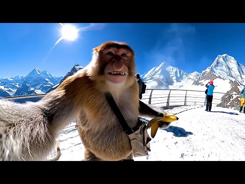 🔥 Viral Vlog!🇨🇭 A Monkey’s POV Journey Through the Switzerland Alps, Lakes & Villages 🏞️📹#viral