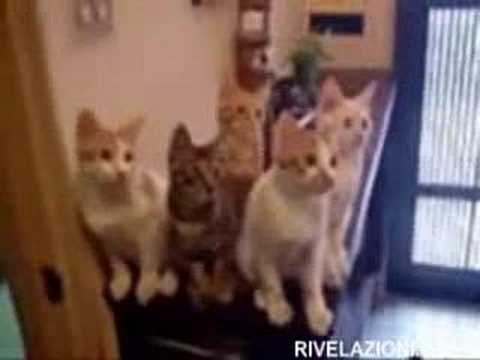 gatti ke guardano il tennis