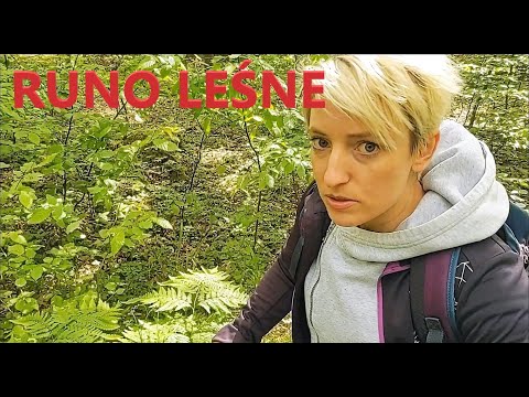 Warstwy lasu - runo leśne 🌲🦡🦎🐝🐁🌳