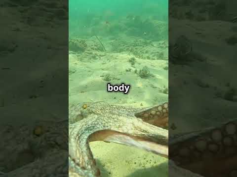 Mind-Blowing Octopus Facts You Didn't Know!