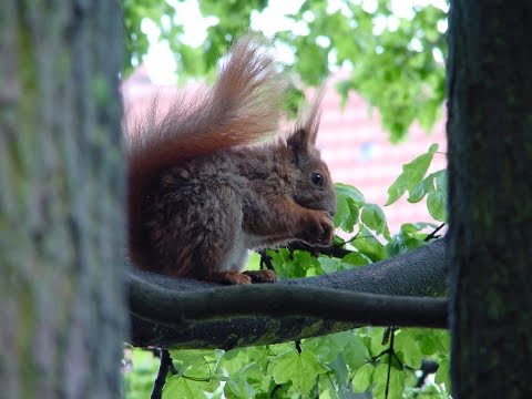 Sturmtief Zoran und Hamburger Eichhörnchen