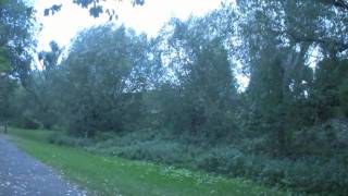 preview picture of video 'Pollarded willows in the wind - Streamside Walk, Thornbury'