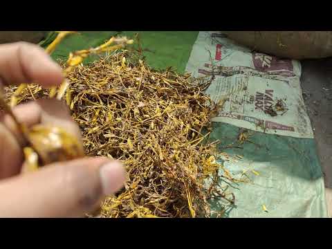 Taroxacum Officinale Extract