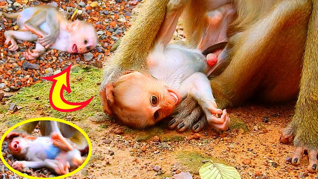 Sadness to see Luno got advice from his mom Luna, Luno really doesn't want to get advice