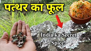 Download lagu Himalayan stone flower | Patthar ke phool | lichen kalpasi dagad phool mp3