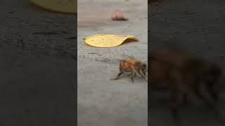 Download lagu #music #newmusic #rock #honeybeesting #bee mp3