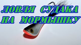 Ловля берша на мормышку зимой