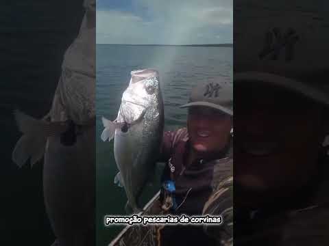 Pescaria de corvinas Água Comprida MG Parte da manhã dia 31/12/2025 #pescaria #corvinas #riogrande 