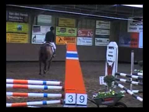 4 yr old mare by Sandro Boy