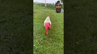Download lagu Ayam pakek celana lucu #shorts #short mp3
