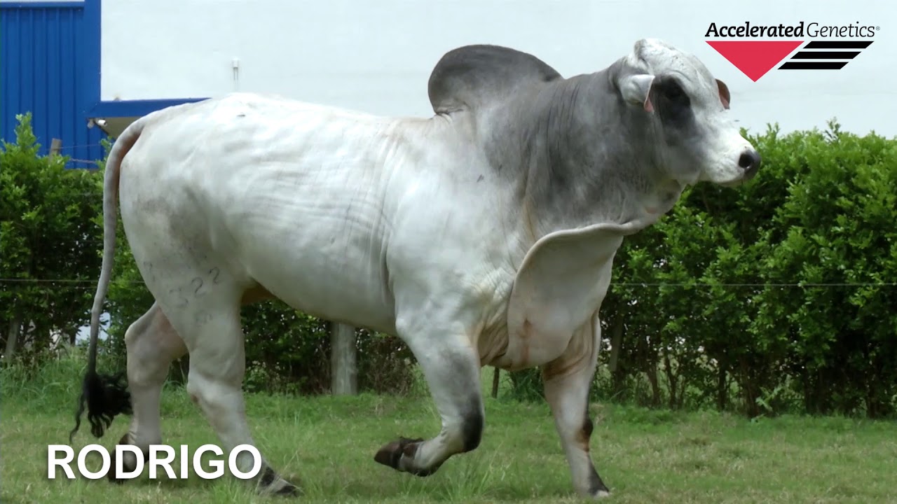 Vídeo RODRIGO DA CANAÃ
