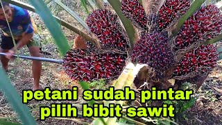 Download lagu PANEN SAWIT BUAH KETIGA SAAT PALING ENAK MENDODOSNYA mp3