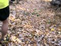 Black Dog 50 Mile Sounds