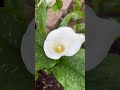 My favorite time of the year, rainy days in June and beautiful Calla Lily #callalily #june  #june