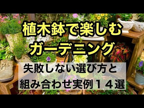 この季節、テラスやバルコニーを美しくする鉢やプランターの多年草はどれですか? 6 つのアイデア + メンテナンスのヒント  庭園