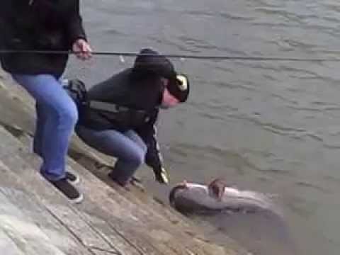 Pêche d'un silure sur un quai de Seine