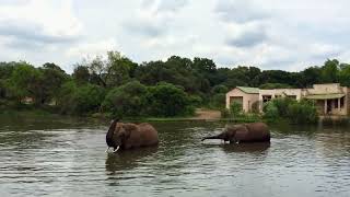 Elephant family having a bath in a lake 💦🐘