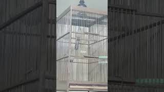 Download lagu Suara tembakan kedasih mp3