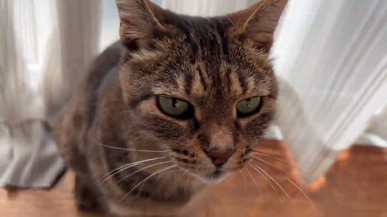 ファミマの靴下