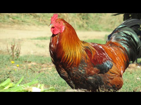 Rooster SOUNDS CROWING Loud