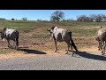 Feeding A Wildebeest Up Close At Safari Park Amazing Wildlife Moment