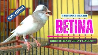 Download lagu Pancingan KENARI BETINA Cuit Cuit || Masteran Kenari PAUD Agar Cepat Bunyi #4 mp3 Download lagu Pancingan KENARI BETINA Cuit Cuit || Masteran Kenari PAUD Agar Cepat Bunyi #4 mp3