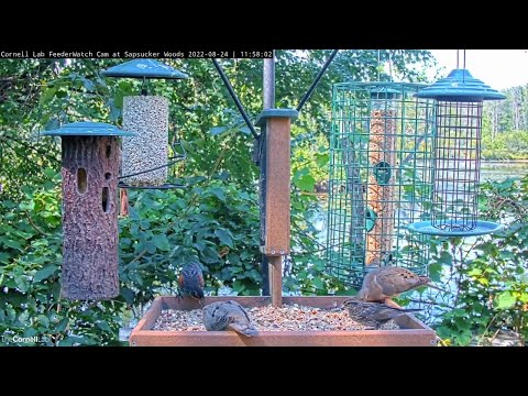 Subadult Male Red-Winged Blackbird Joins Party Cornell FeederWatch Cam – Aug. 24, 2022