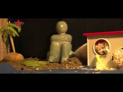 MEGAVIER   Tag am Meer