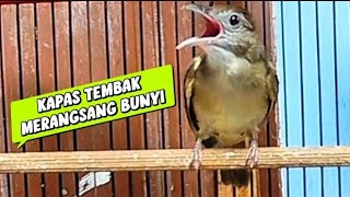 Download lagu KAPAS TEMBAK GACOR NGEBREN EMOSI MERANGSANG LAWAN UNTUK BUNYI  mp3