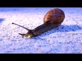 Snail Hides Inside Her Body Not the Shell