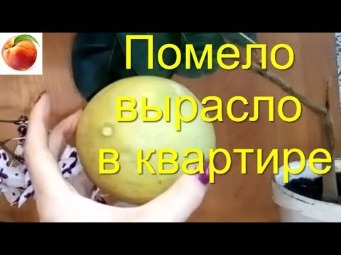 Помело Как вырастить в Квартире Апрель Уход Плоды Помело Лимоны дома Pomelo Шеддок